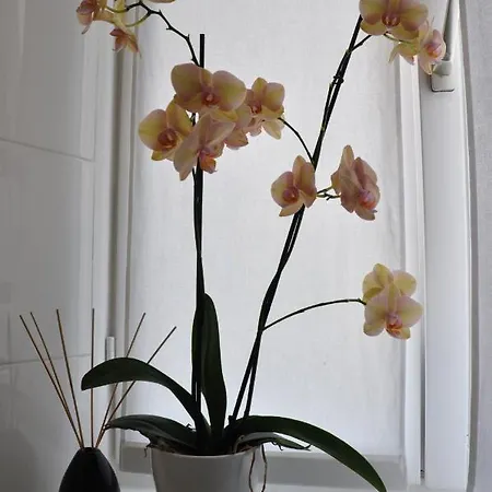 Annie's Panzió Ascona