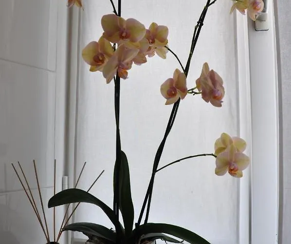 Annie's Bed & Breakfast Bed & Breakfast Ascona